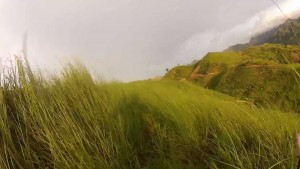 A picture of a field of tall grass. Get it?